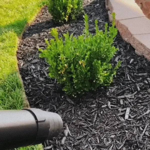 A leaf blower nozzle is pointed at a landscaped garden bed with black mulch and a small shrub.