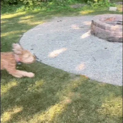 A blurry, light-brown dog runs in a circle on a lawn around a stone fire pit.