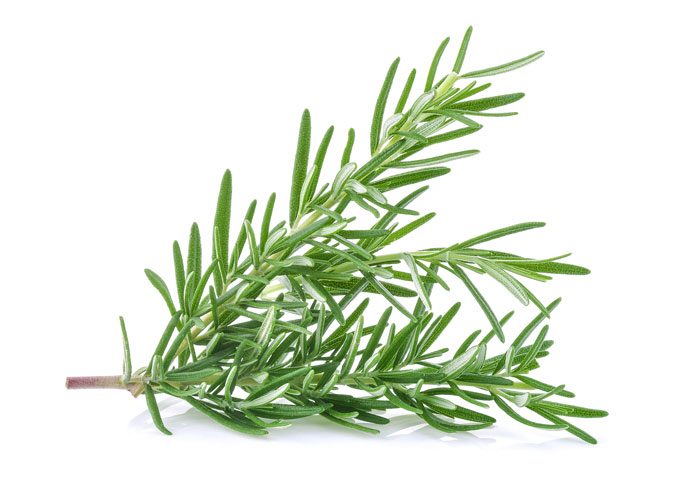 Sprig of rosemary with green leaves on white background.