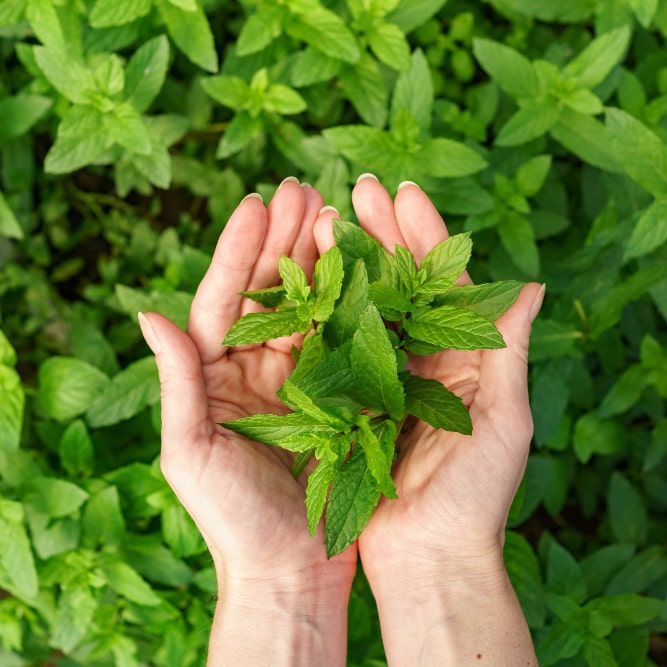 Hands holding fresh green mint leaves over a background of mint plants.