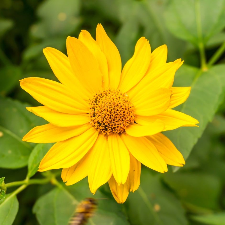 Bright yellow flower with green leaves in the background.