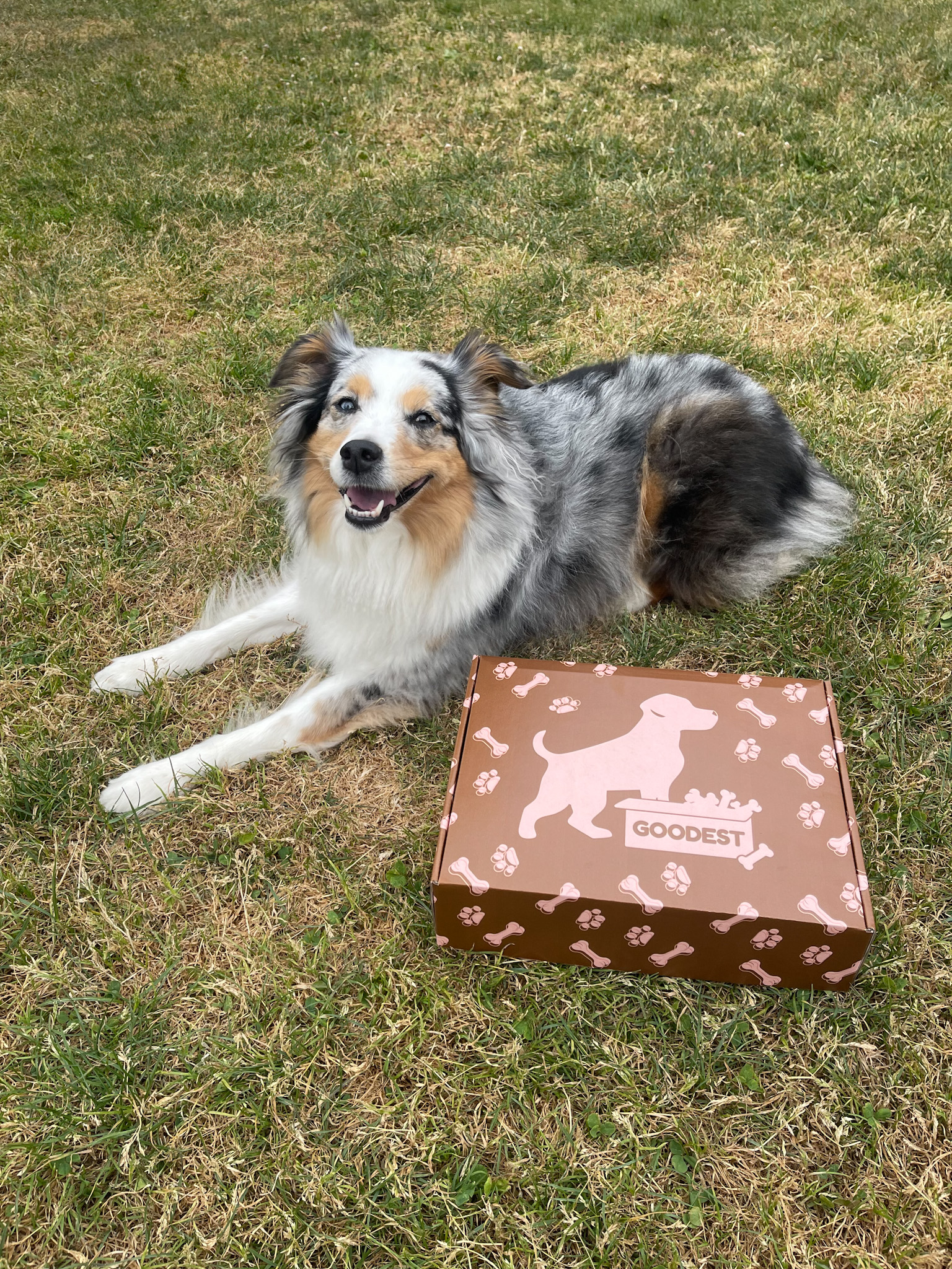 A dog lying on grass next to a brown box with dog illustrations.