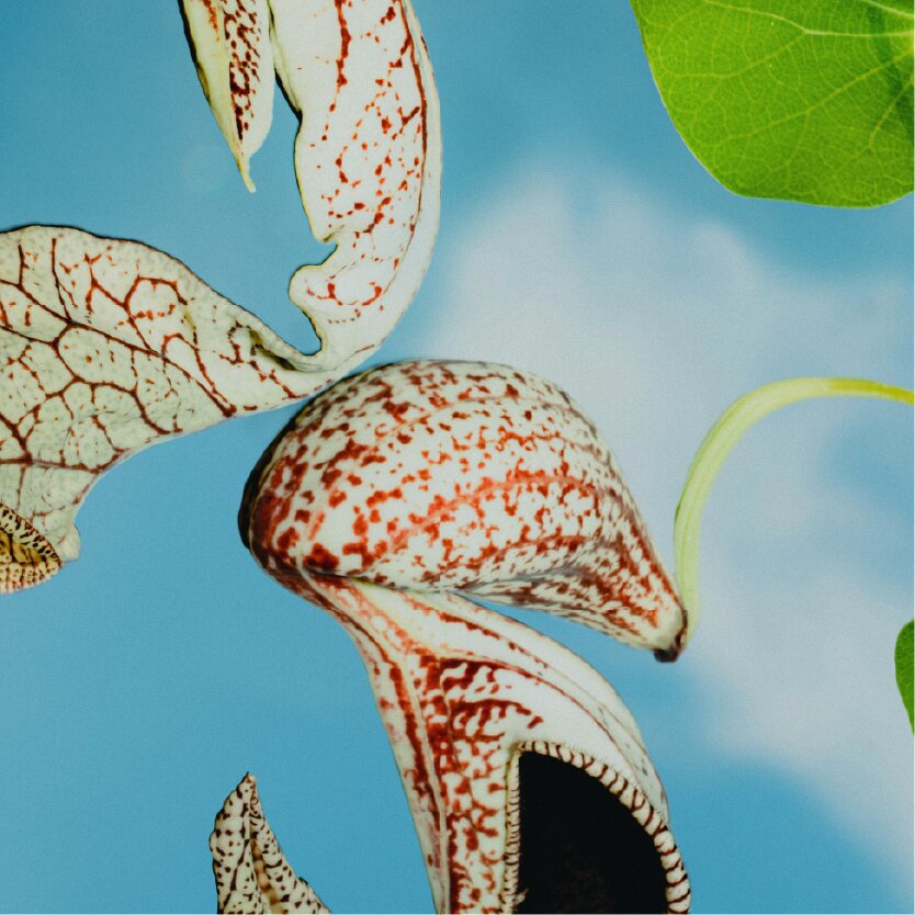 Spotted pitcher plants and a green leaf against a blue sky.