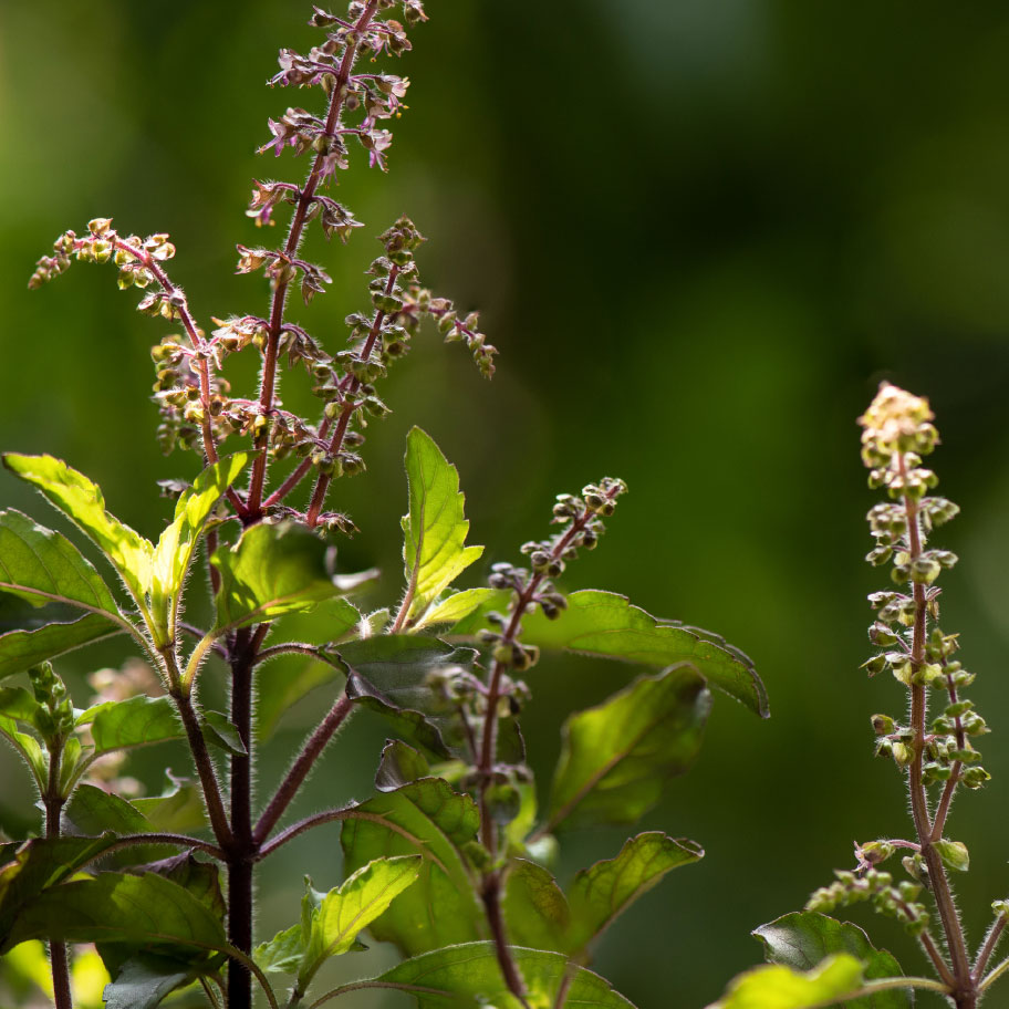 A close-up of a flowering plant with green leaves and fuzzy purple stems against a blurred background.