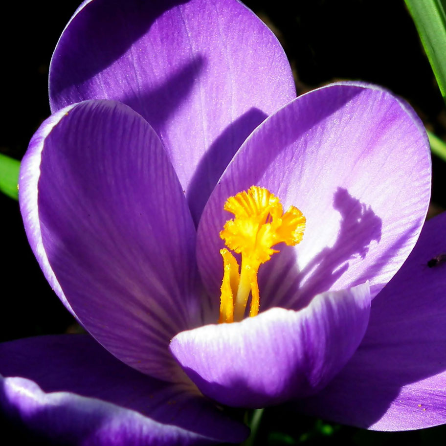 A close-up photograph of a purple crocus flower with a bright yellow center, illuminated by sunlight.
