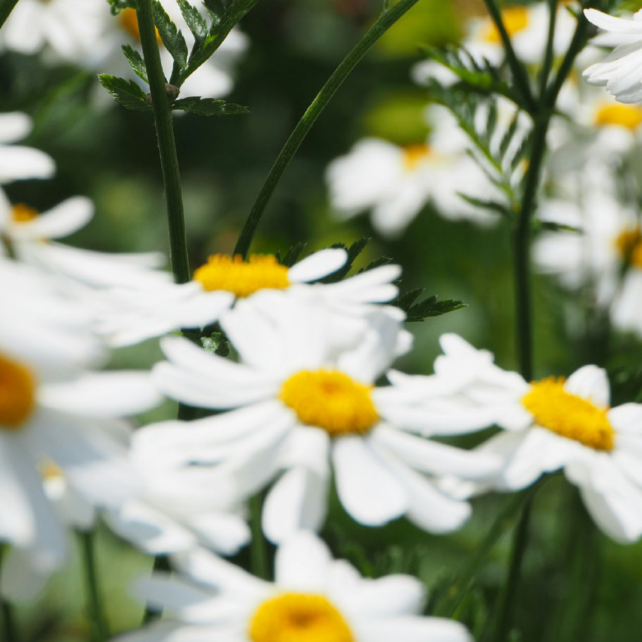 A close-up, soft-focus shot of white daisies with yellow centers and green stems.