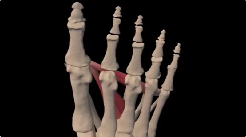 3D rendering of foot bones with a ligament highlighted in red.