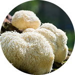 Close-up of white, shaggy mushrooms growing on a log.
