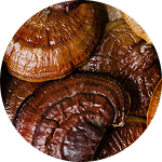 Close-up of dried brown mushrooms with textured surfaces.
