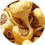 Close-up of several yellow root vegetables with long stems.