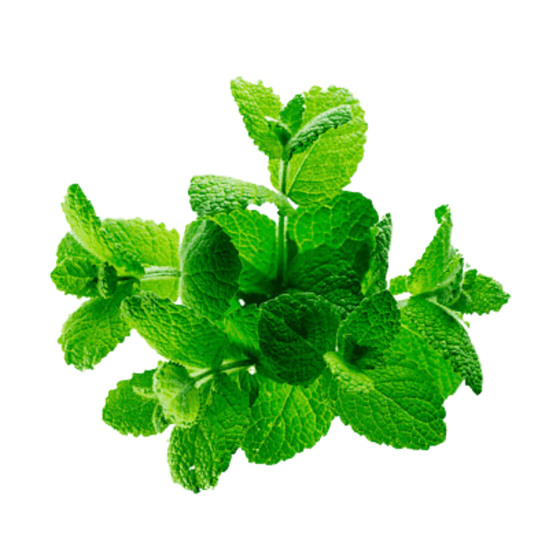 A bunch of fresh green mint sprigs on a white background.