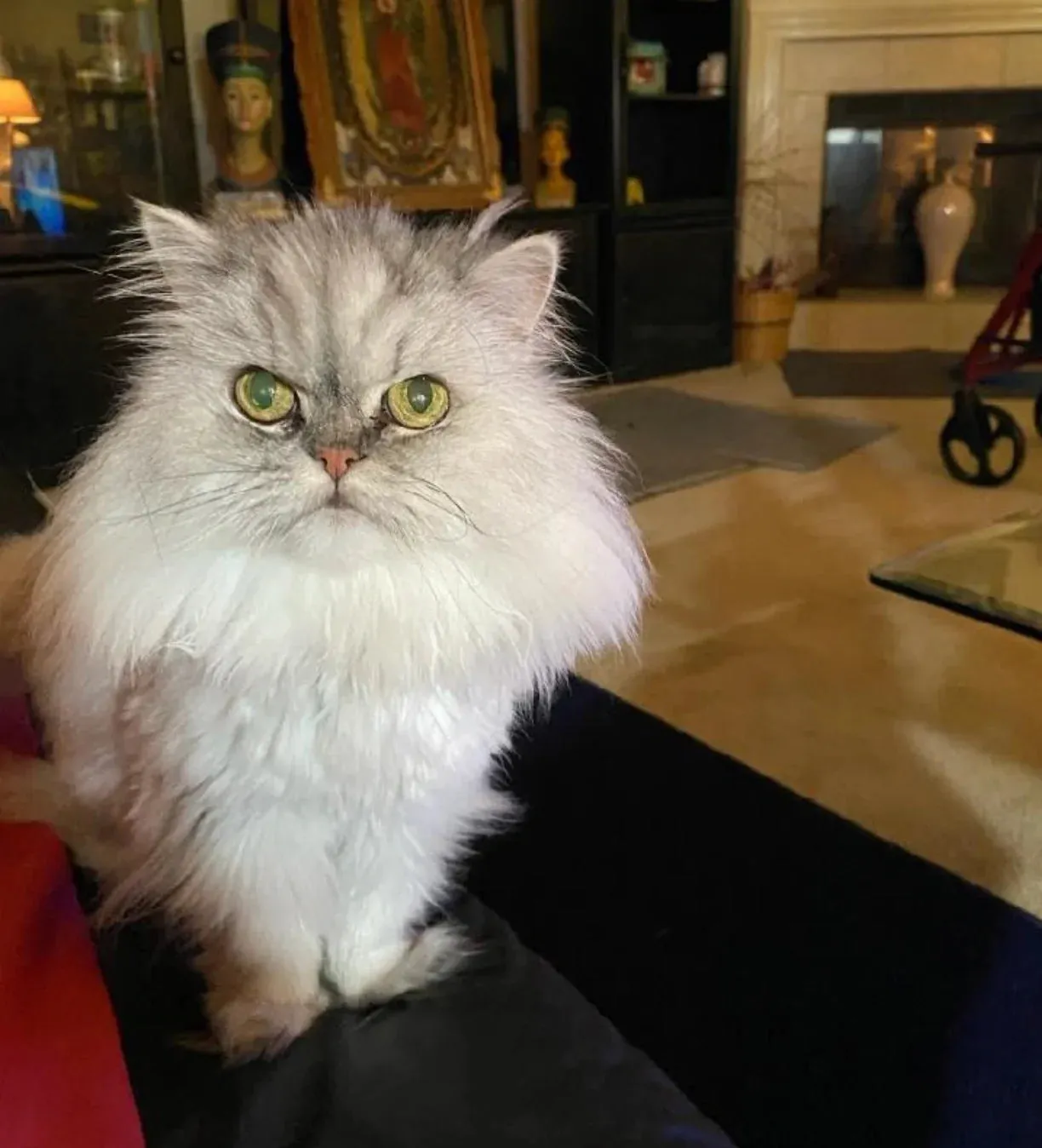 A fluffy, long-haired, white and grey cat with green eyes sits on a couch staring forward.