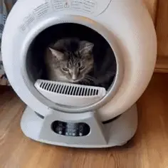 Cat sitting inside a round, automated litter box on a wooden floor.