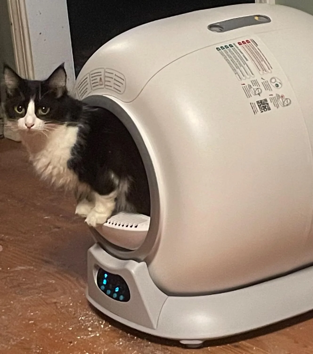 A long-haired black and white cat steps out of a modern, white, self-cleaning litter box.