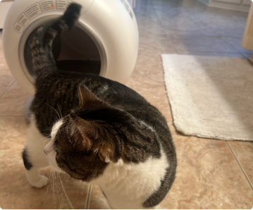 A brown and white tabby cat walking into a large, white, enclosed litter box.