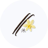 Two vanilla pods, a yellow flower, and vanilla seeds on a white background.