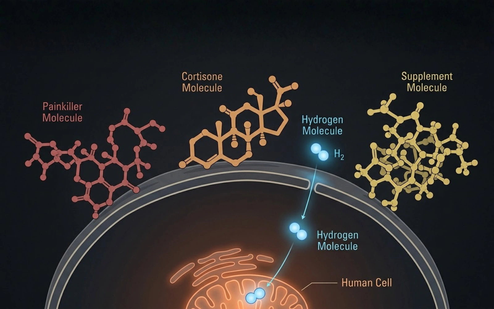 A diagram showing a hydrogen molecule entering a human cell while larger molecules are blocked.