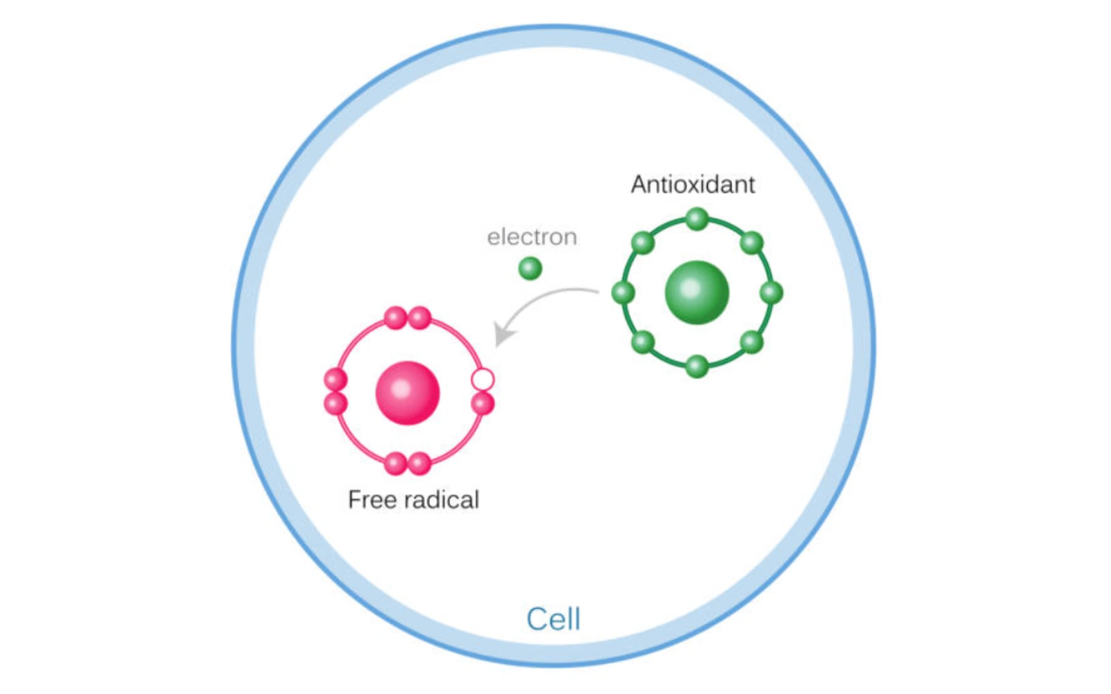 A diagram showing an antioxidant molecule donating an electron to a free radical molecule inside a cell.