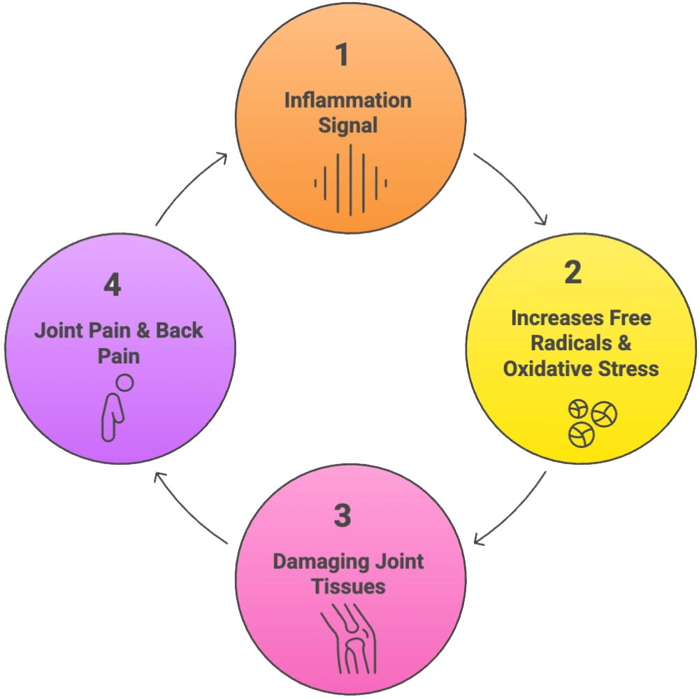 A diagram illustrating the four-step cycle of inflammation, oxidative stress, tissue damage, and joint pain.