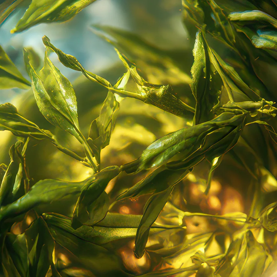 Close-up of green leaves under water with sunlight filtering through.