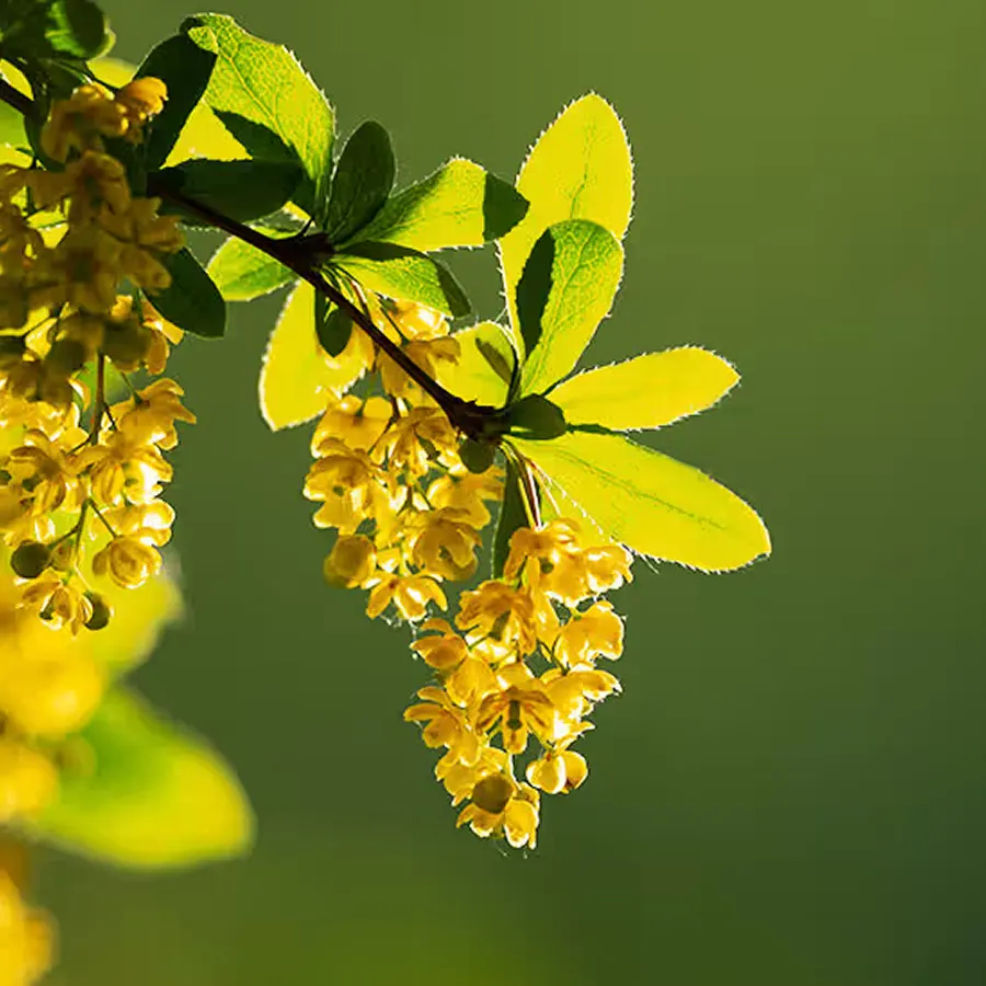 Branch with yellow flowers and green leaves on bright background.