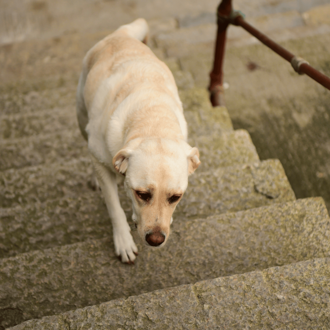 A yellow Labrador retriever walking down stone steps.