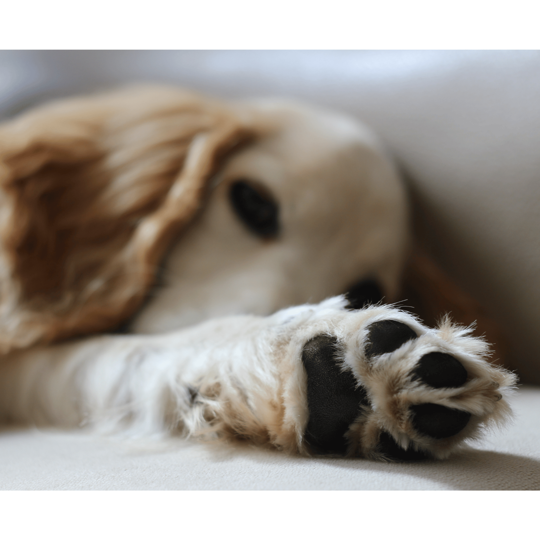 A hand playfully holding a dog's snout, showing its teeth.