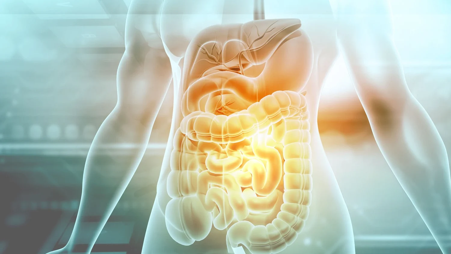 An anatomical illustration of a transparent human torso showing the glowing digestive system.