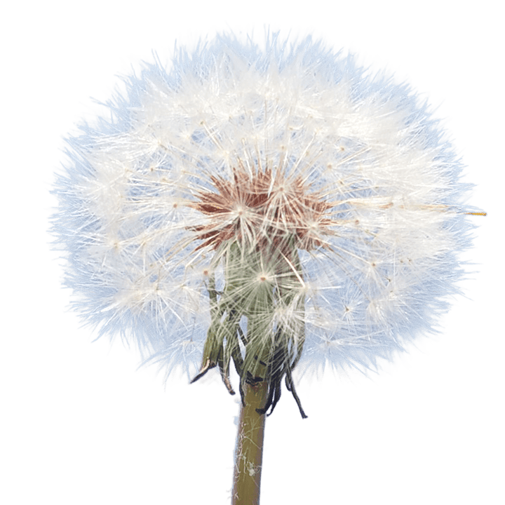 A close-up of a fluffy white dandelion seed head on its stem against a white background.