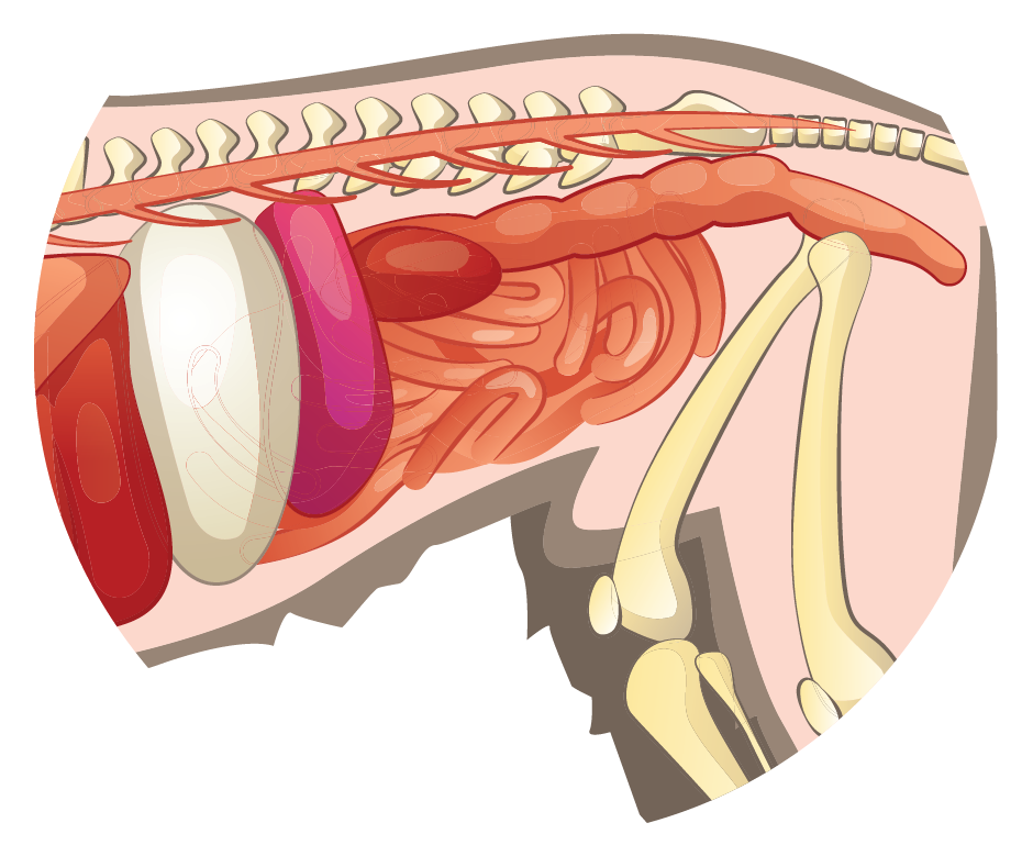 Illustration of a dog's internal organs and skeletal structure.
