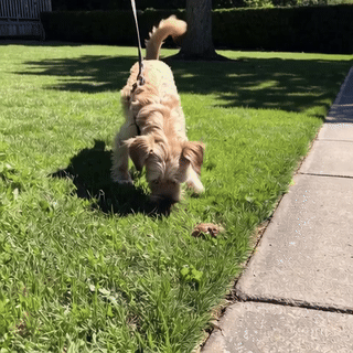 A small dog on a leash sniffing grass near a sidewalk.