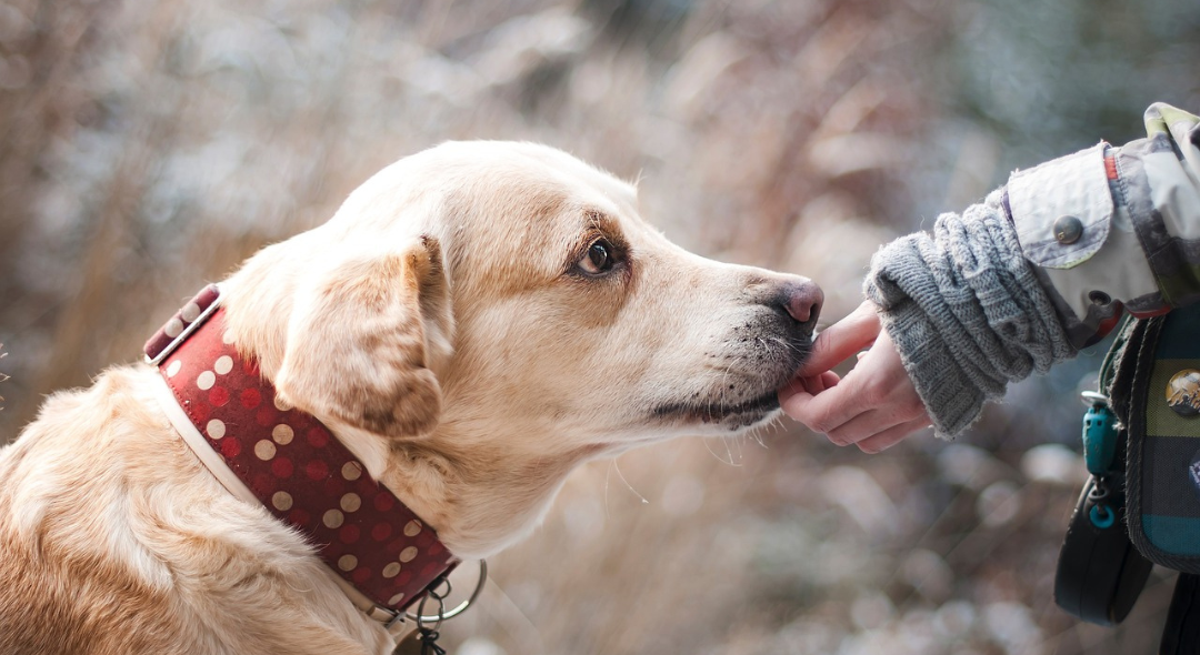 Dog with red collar sniffing a person's hand.