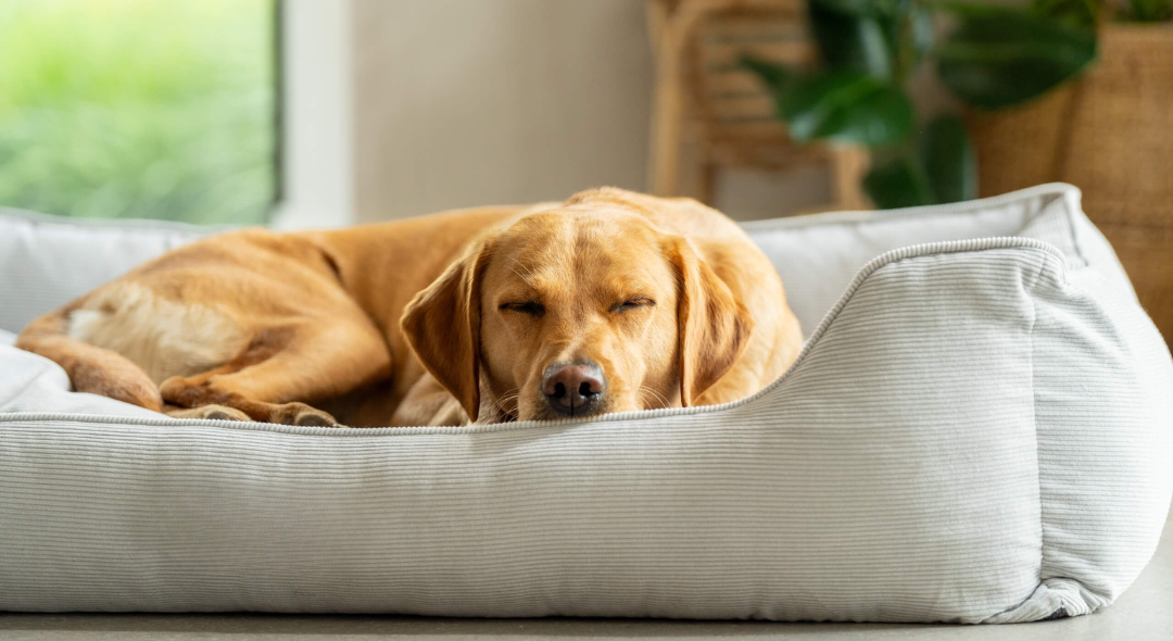 A brown dog sleeping on a white dog bed indoors.