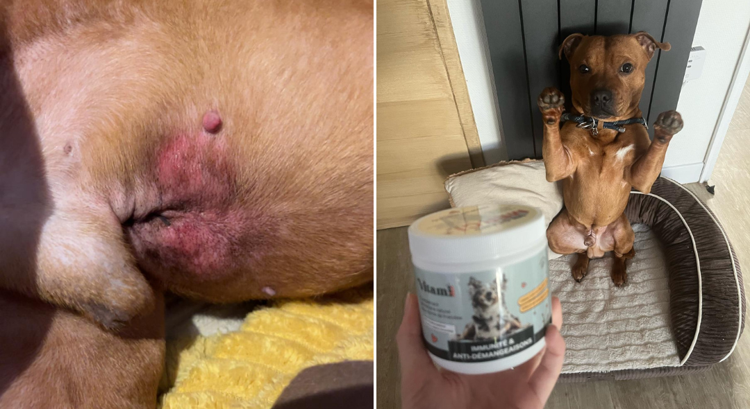 Close-up of a dog's skin irritation and a dog sitting upright with a jar of pet cream.