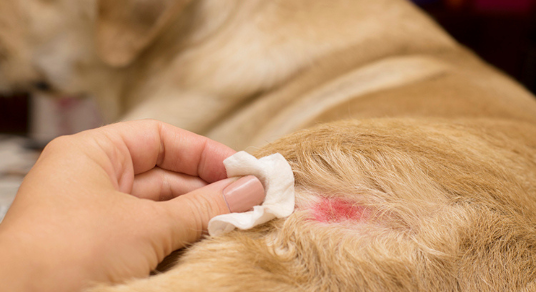 Hand cleaning a dog's irritated skin with a cloth.