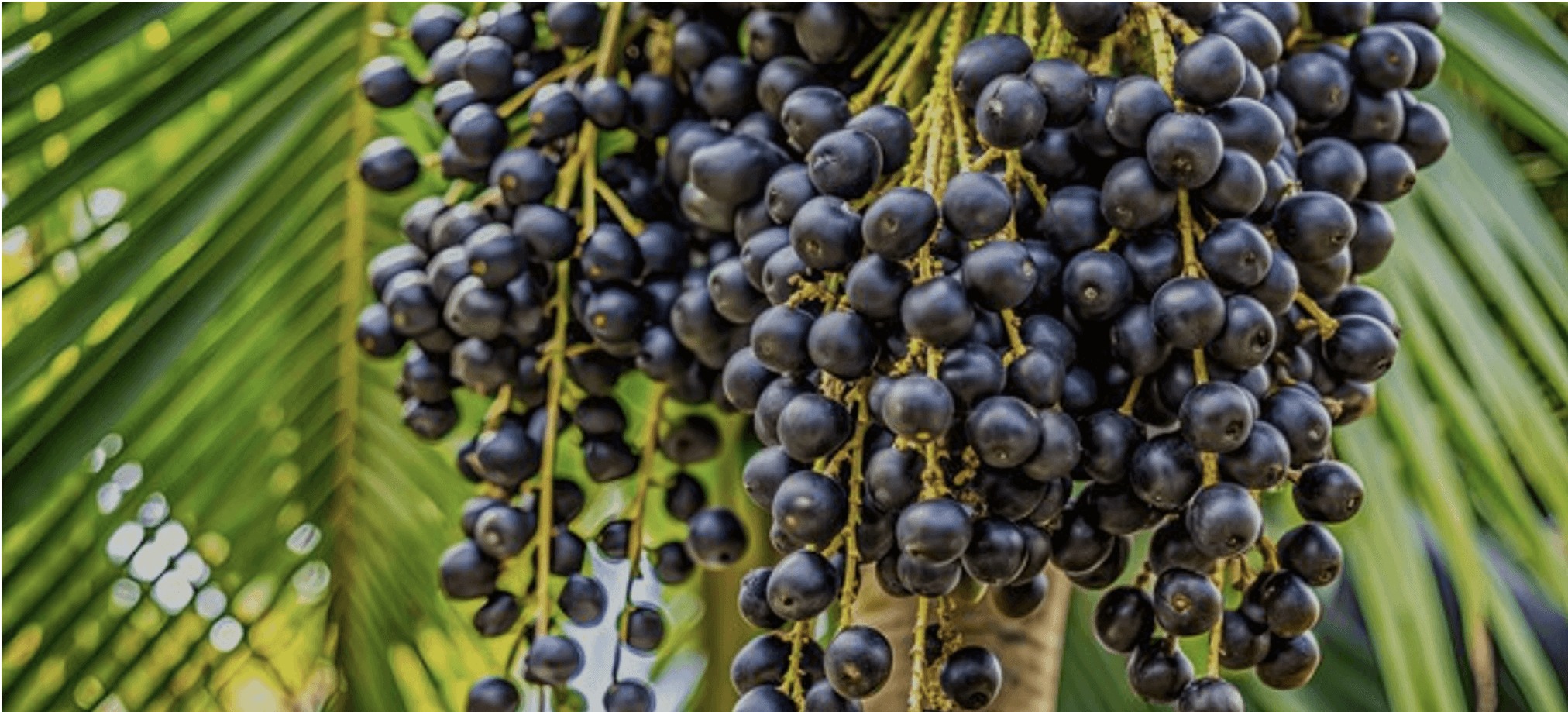 A cluster of dark berries on branches against a background of green leaves.