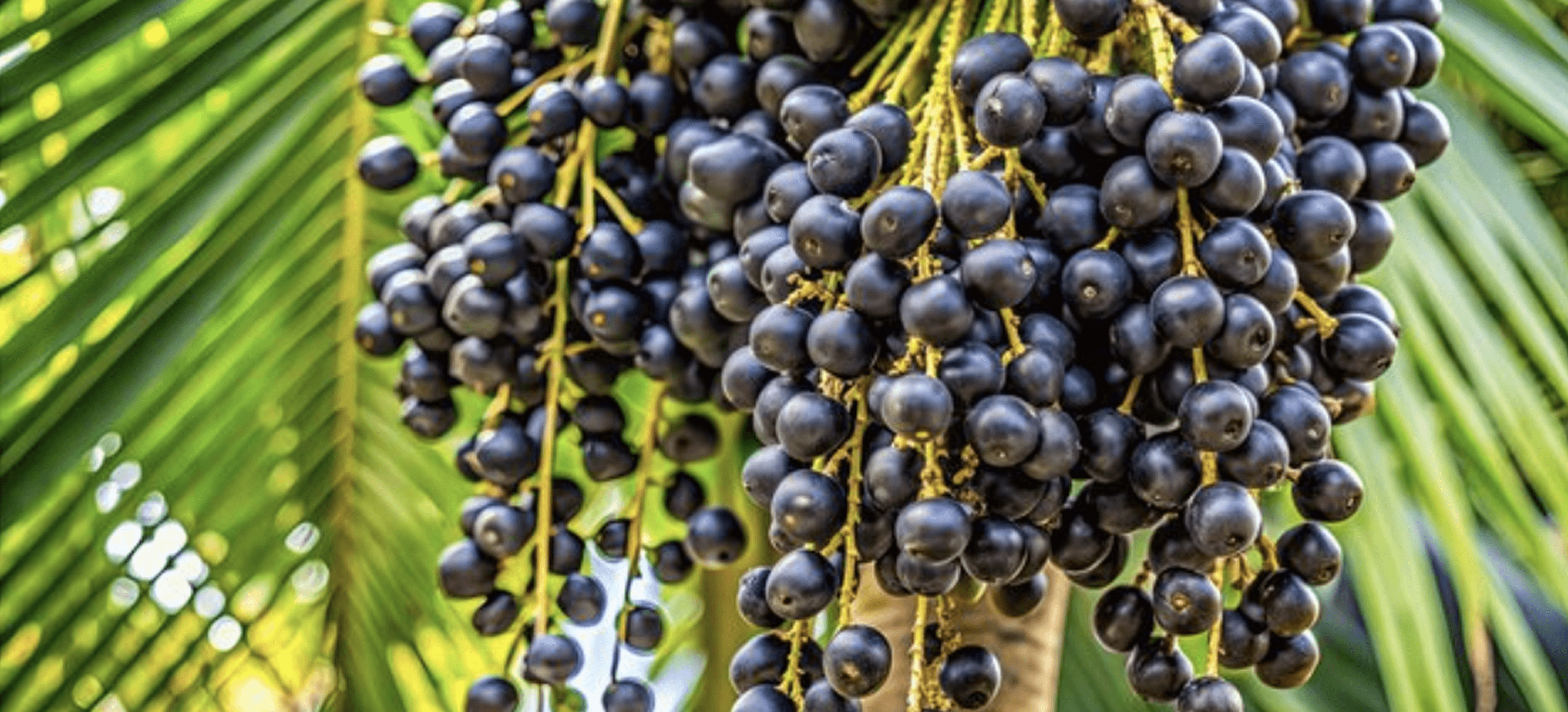 Clusters of dark purple berries hanging from a palm tree.