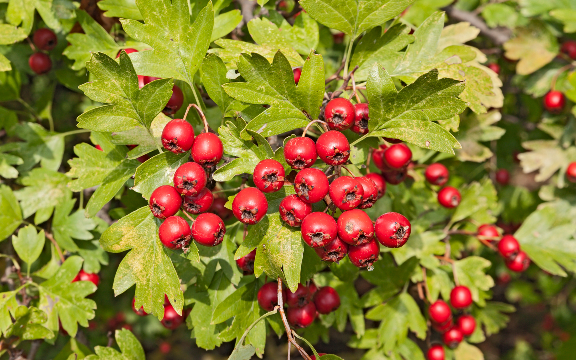 Cluster of red berries on green leafy branches.