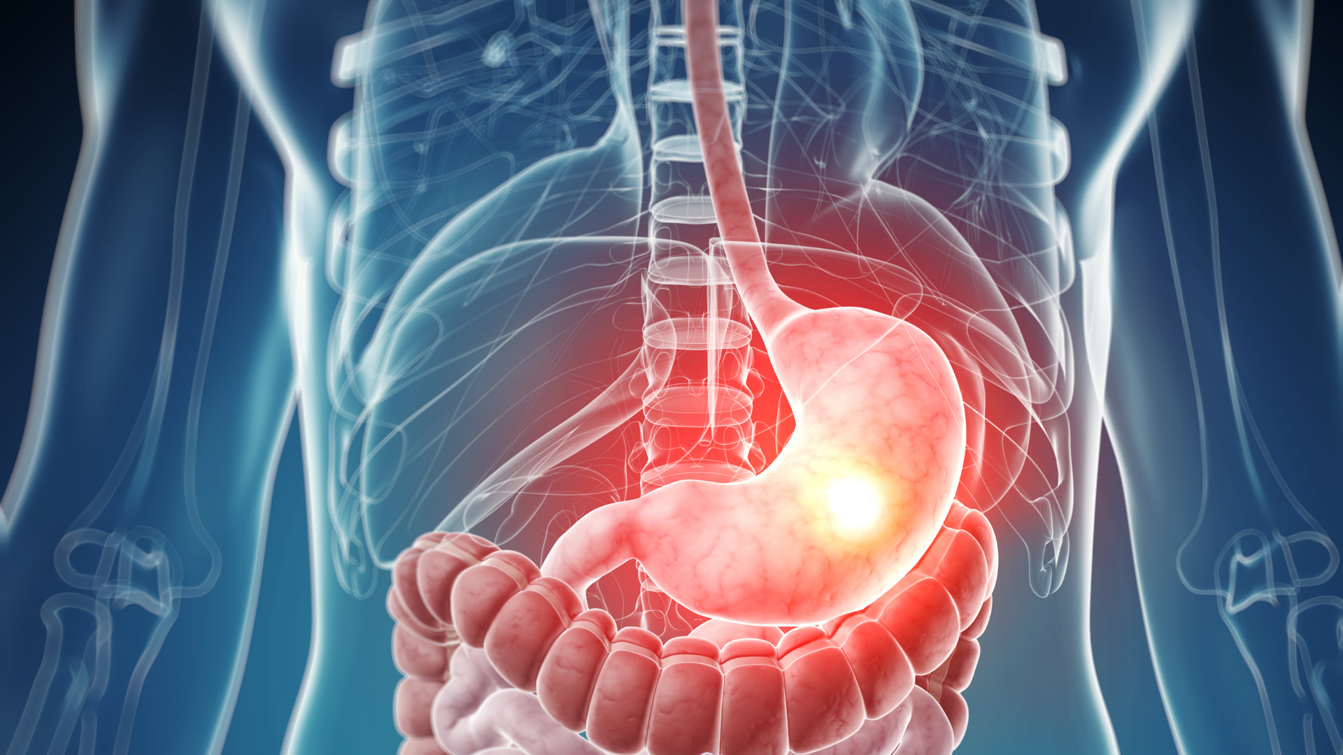 Illustration of human digestive system highlighting the stomach.