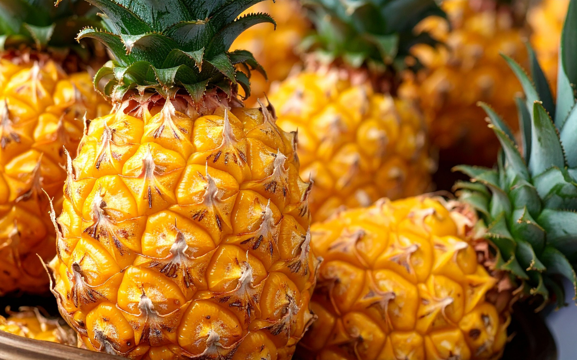Close-up of several ripe pineapples with green leaves.