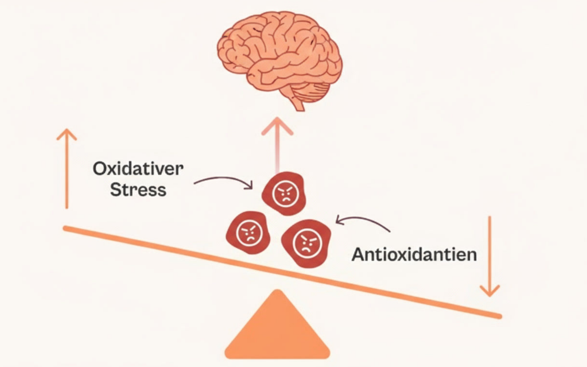 Diagram showing oxidative stress vs antioxidants balance affecting a brain illustration.