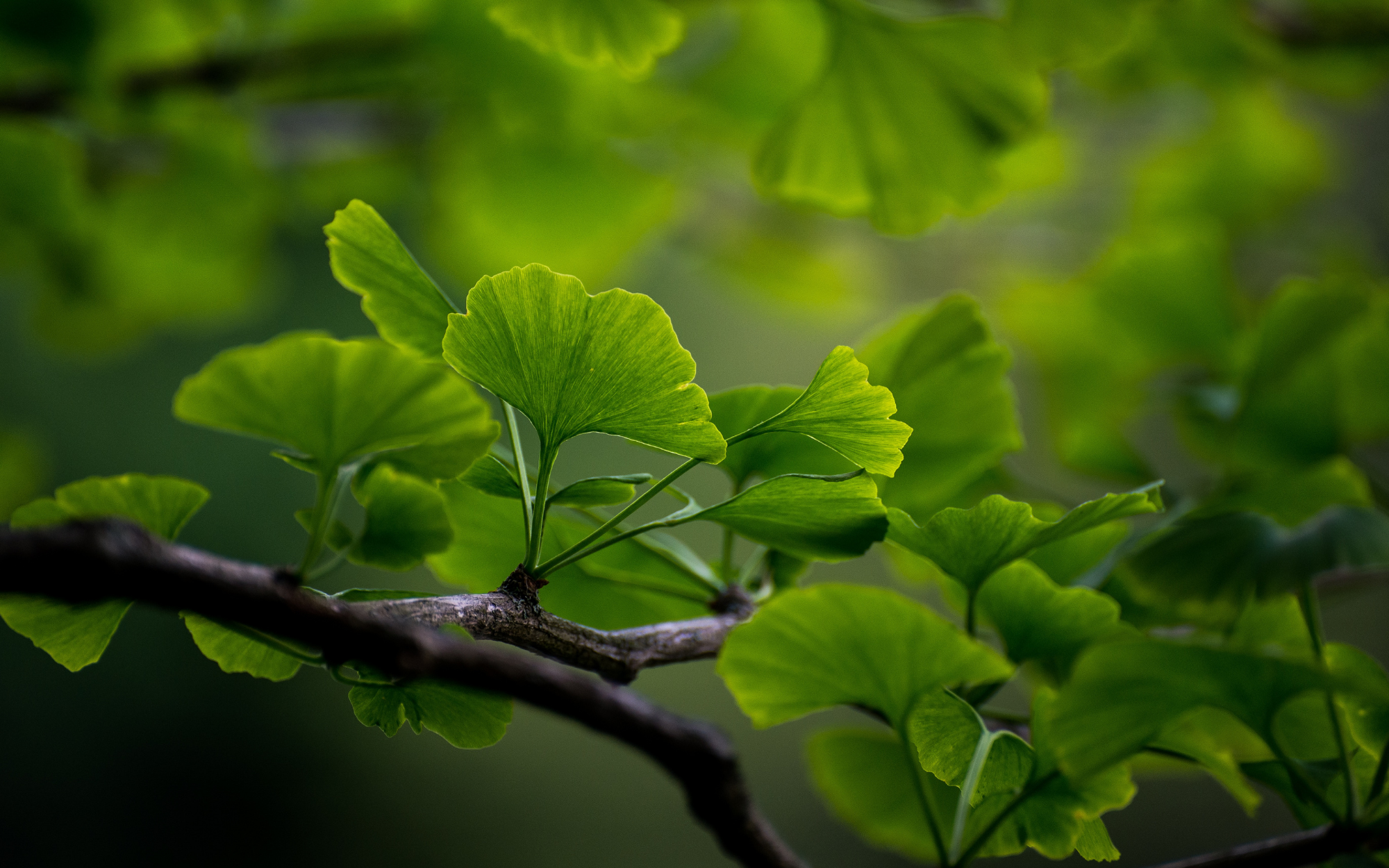 Close-up of green ginkgo leaves on a branch.