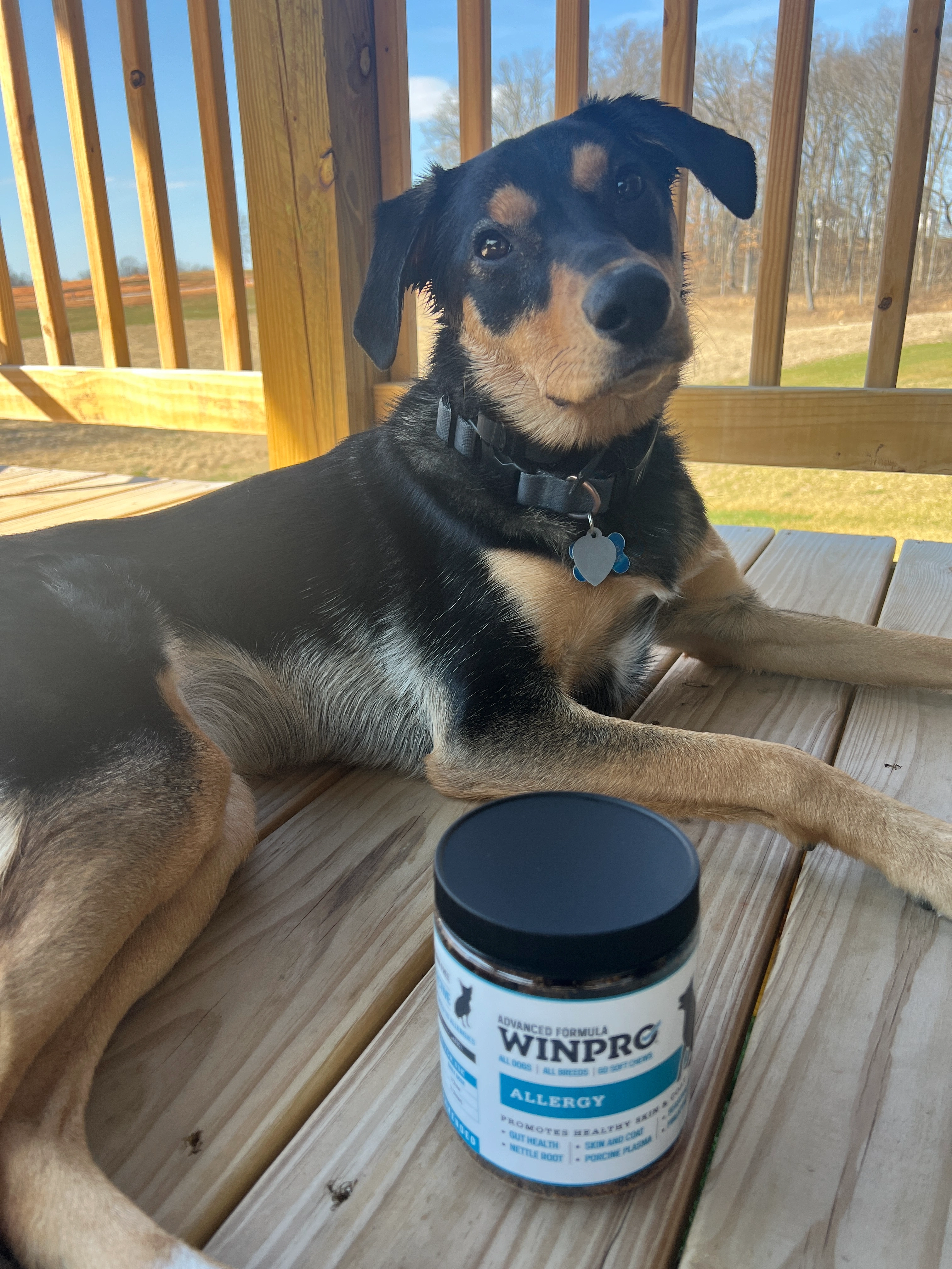 Dog lying on wooden deck next to a jar labeled 'WINPRO Allergy.'