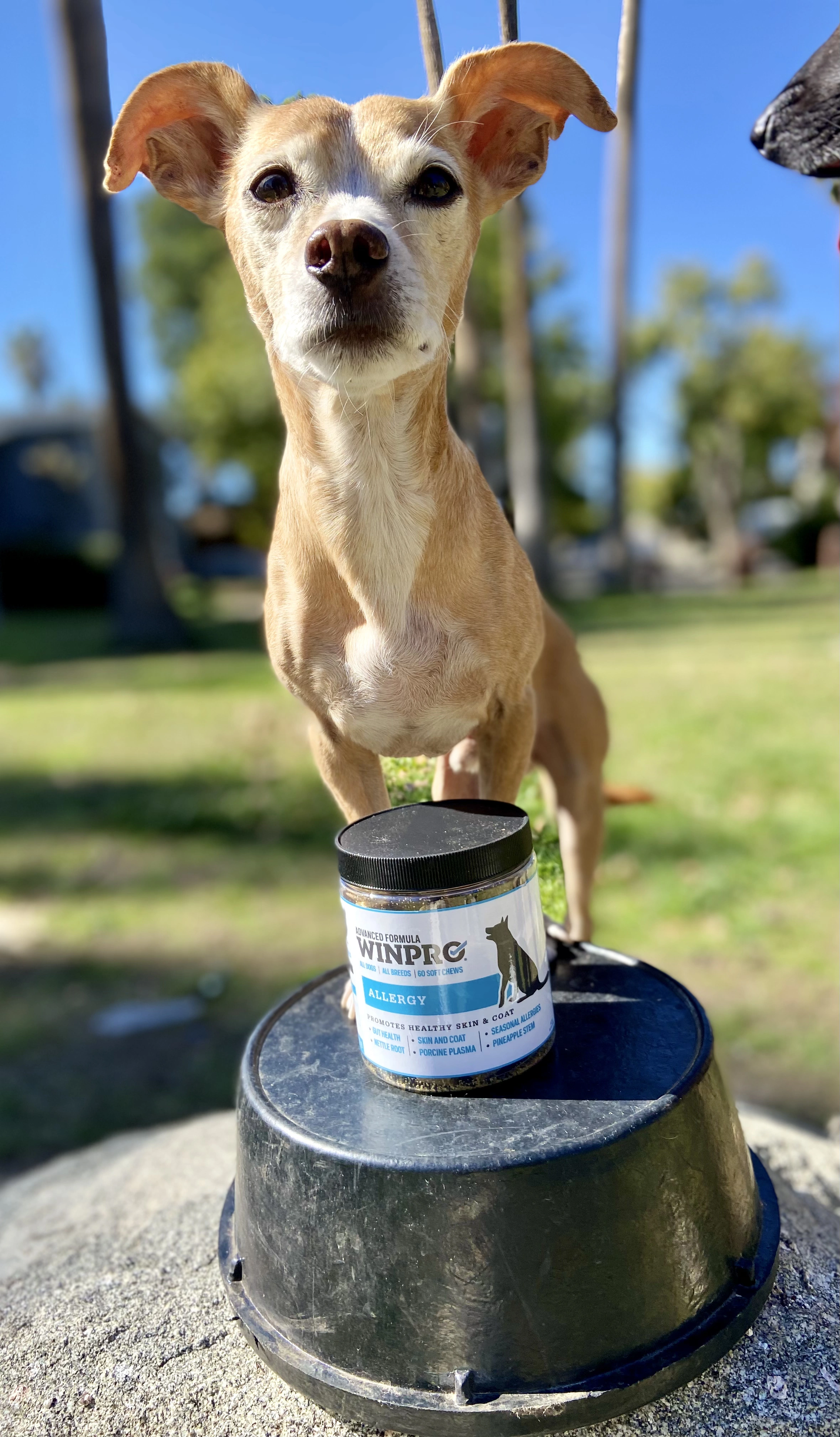 Small dog standing on a container outdoors, with trees in the background.