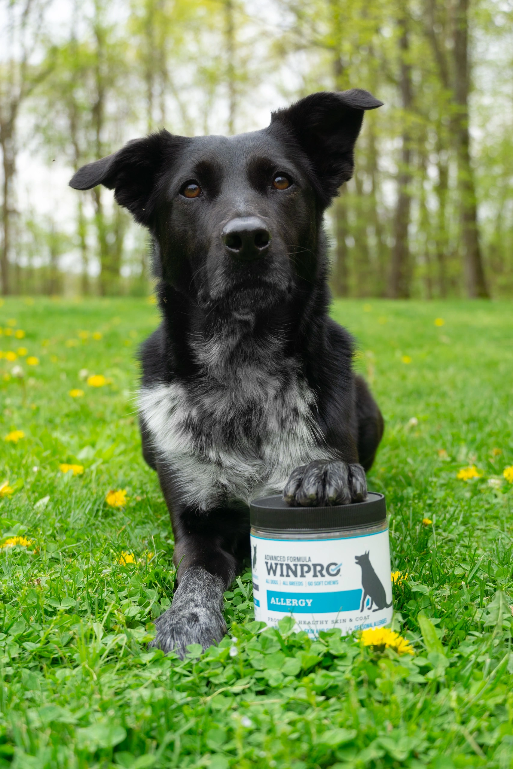 Black dog with paw on a container labeled 'WINPRO Allergy' in a grassy field.