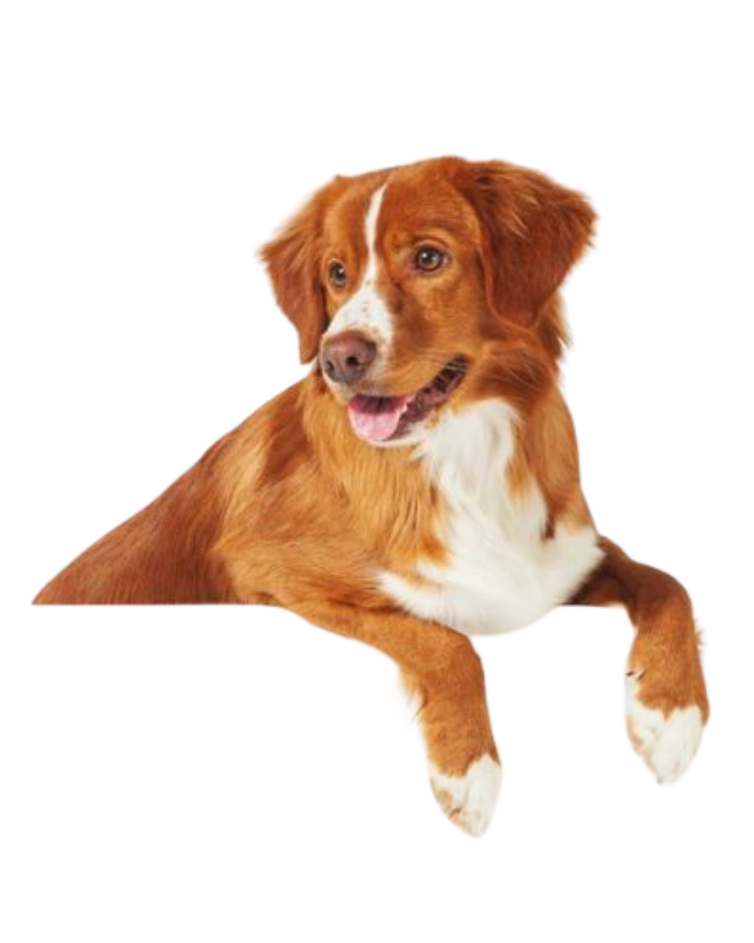 Brown and white dog with a happy expression on a transparent background.