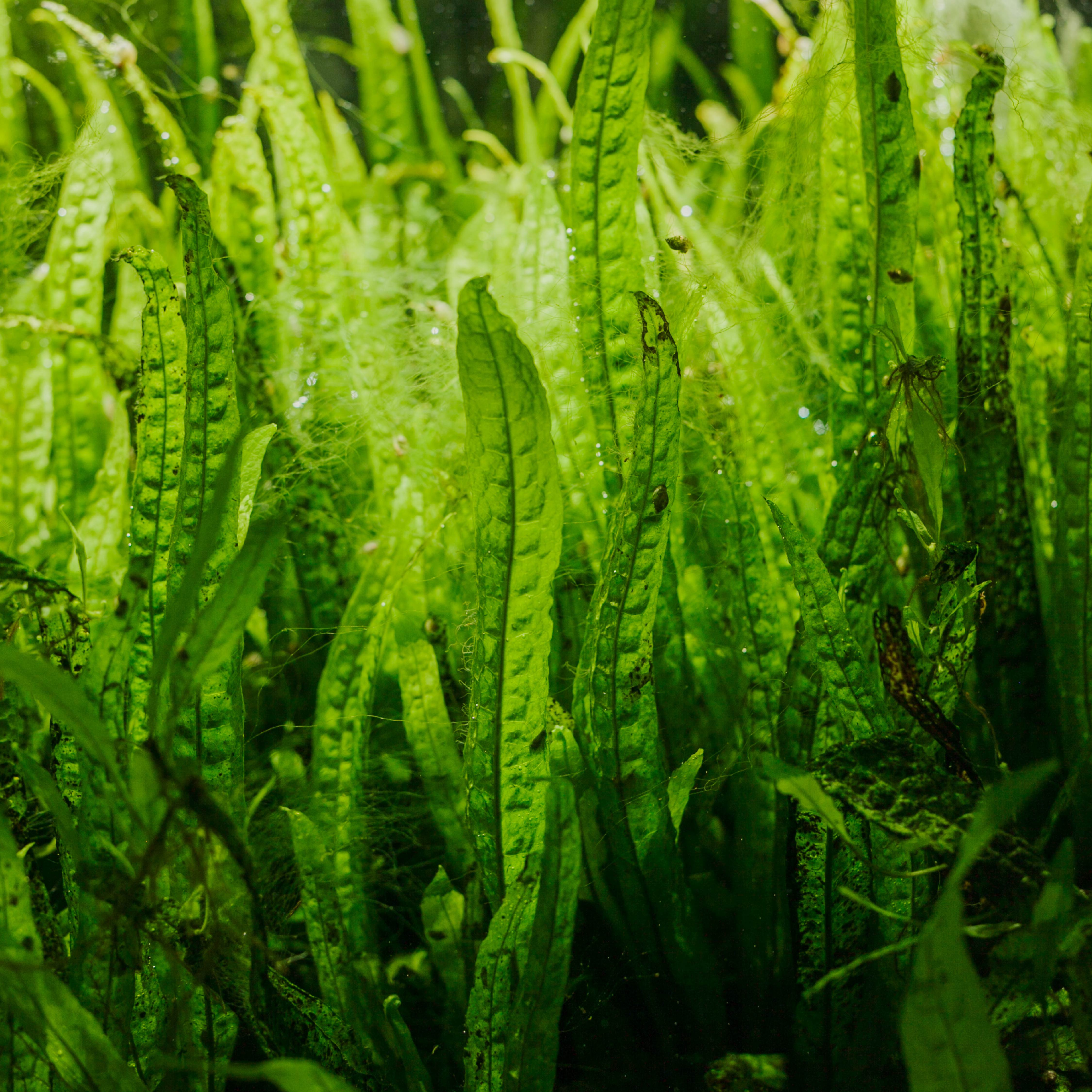 Close-up of vibrant green aquatic plants underwater.