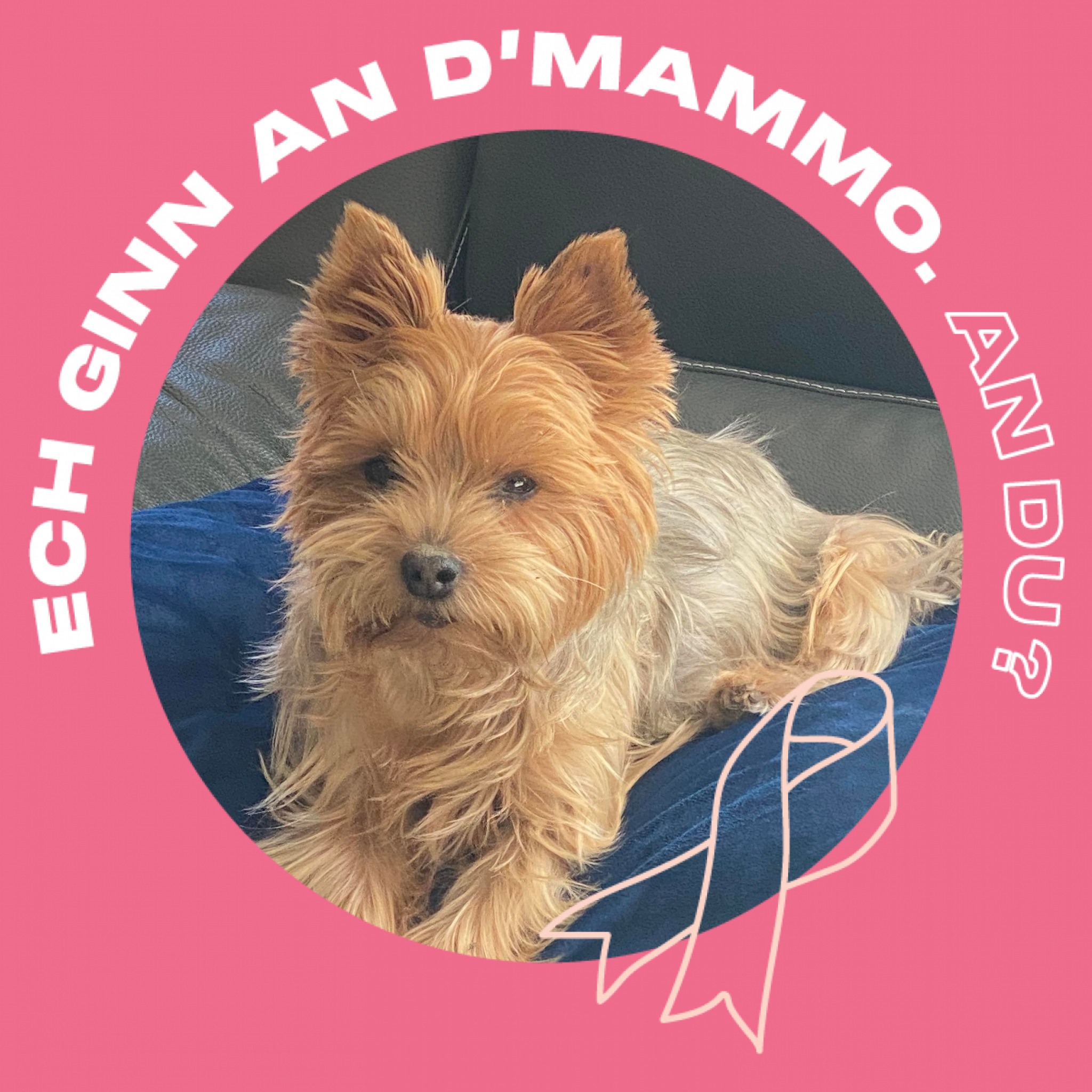 A small dog on a couch, with a pink background and breast cancer awareness ribbon.