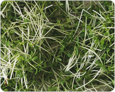 Close-up of green sprouts with thin white stems.