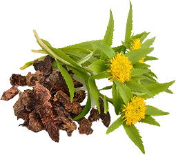 Yellow flowers with green leaves and brown roots.